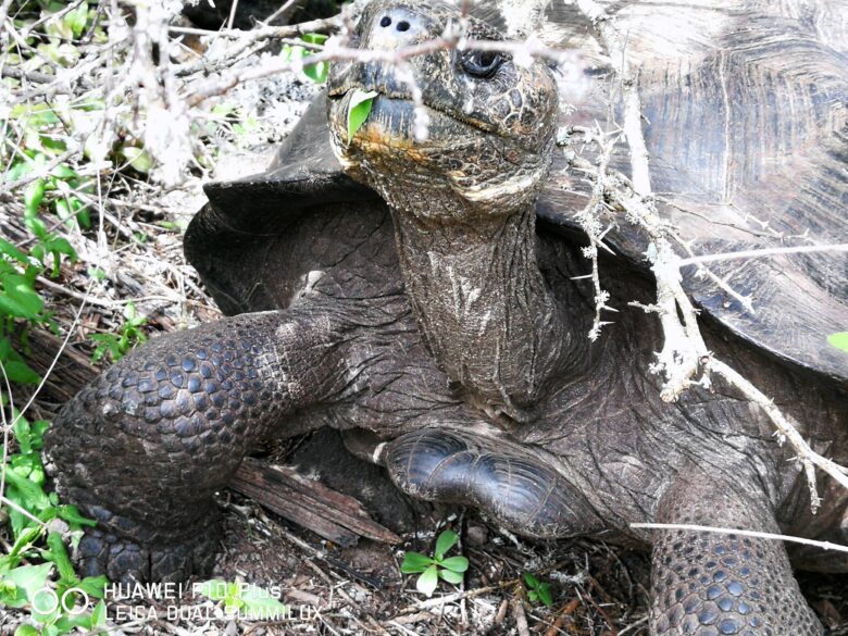 ガラパゴスゾウガメの写真