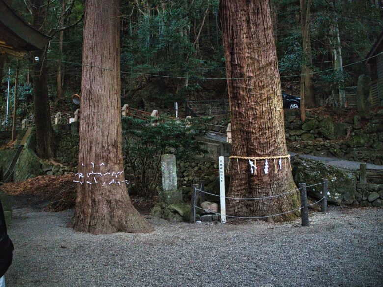 天祖神社 御神木