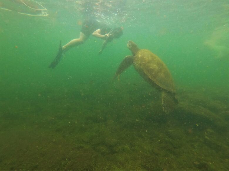 ウミガメとのツーショット