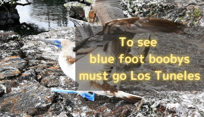 blue foot booby