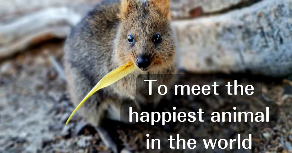 Quokka