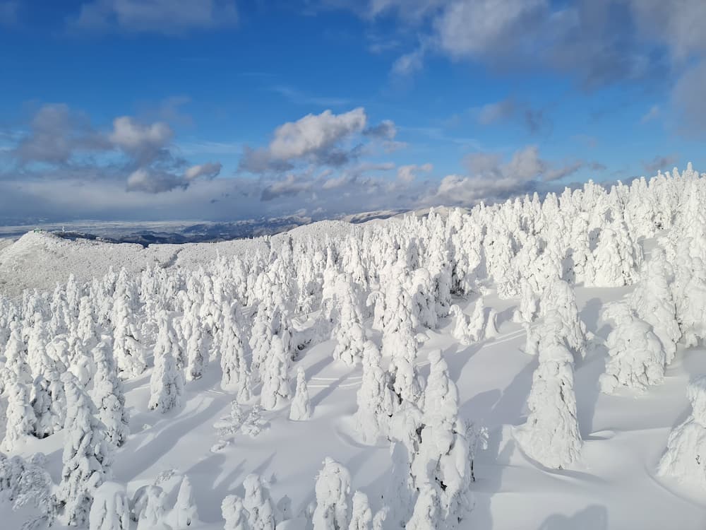 樹氷