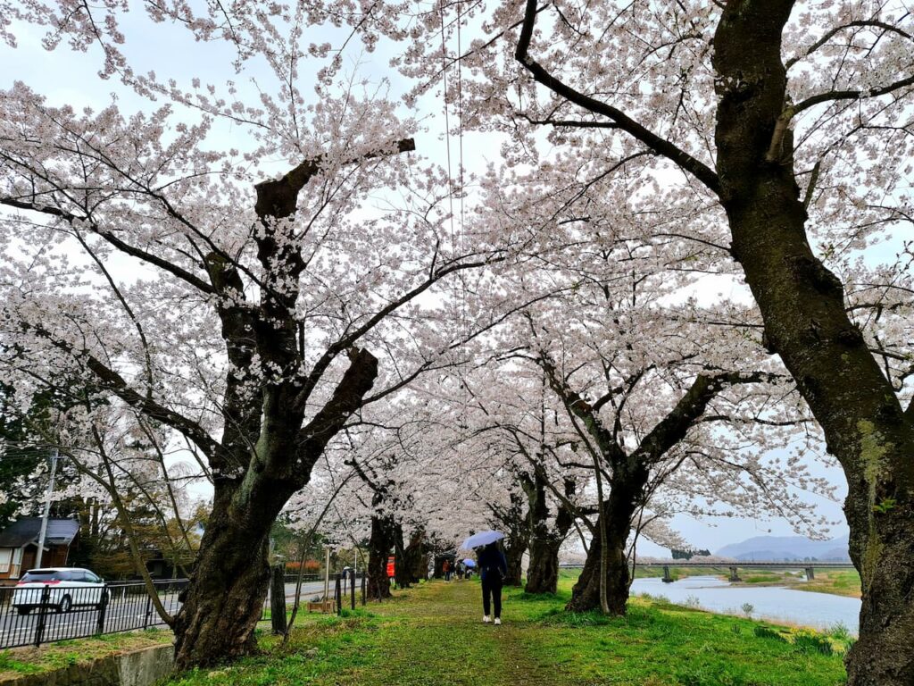 角館　桜まつり