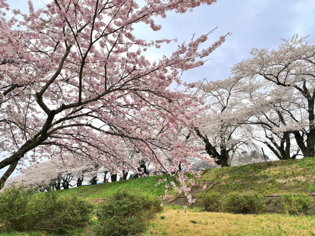角館　桜まつり