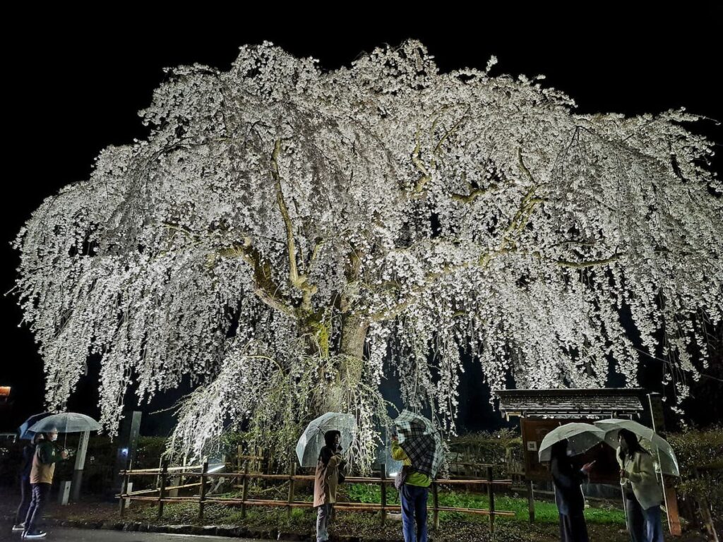 角館　桜まつり