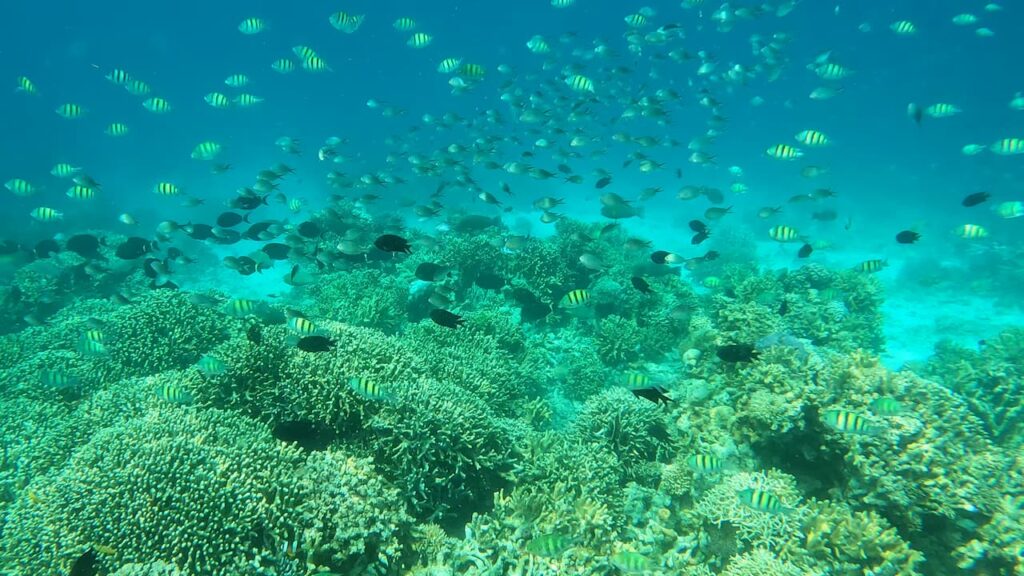 カナワ島