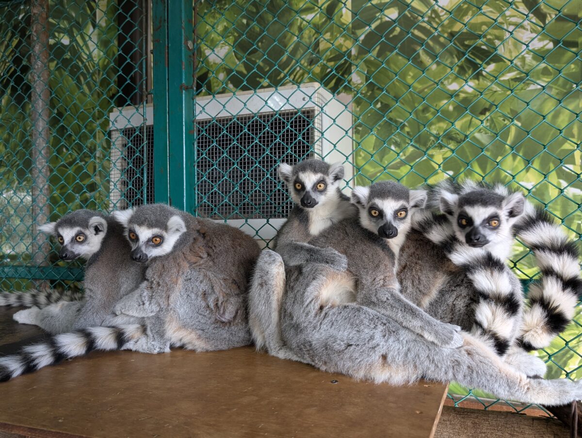 ワオキツネザル