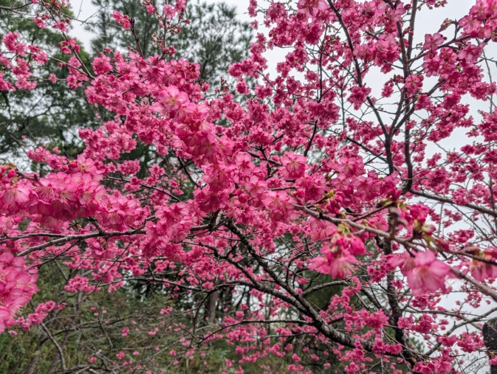 八重桜